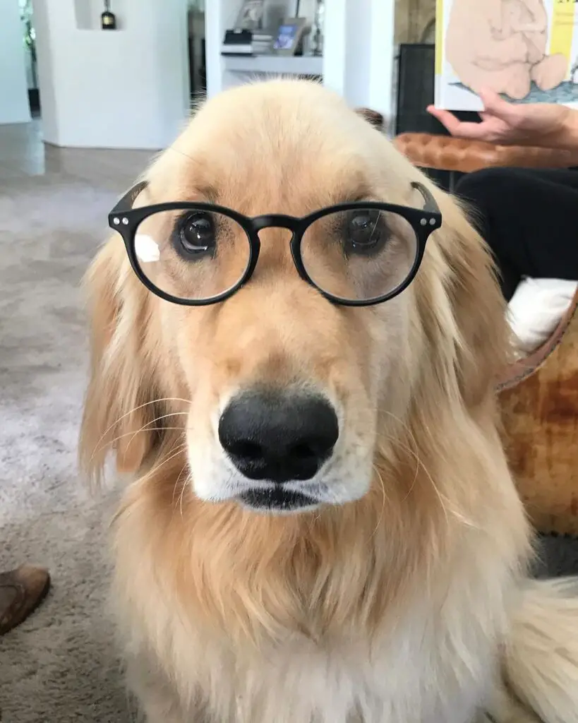 Jennifer Garners Dog Picture